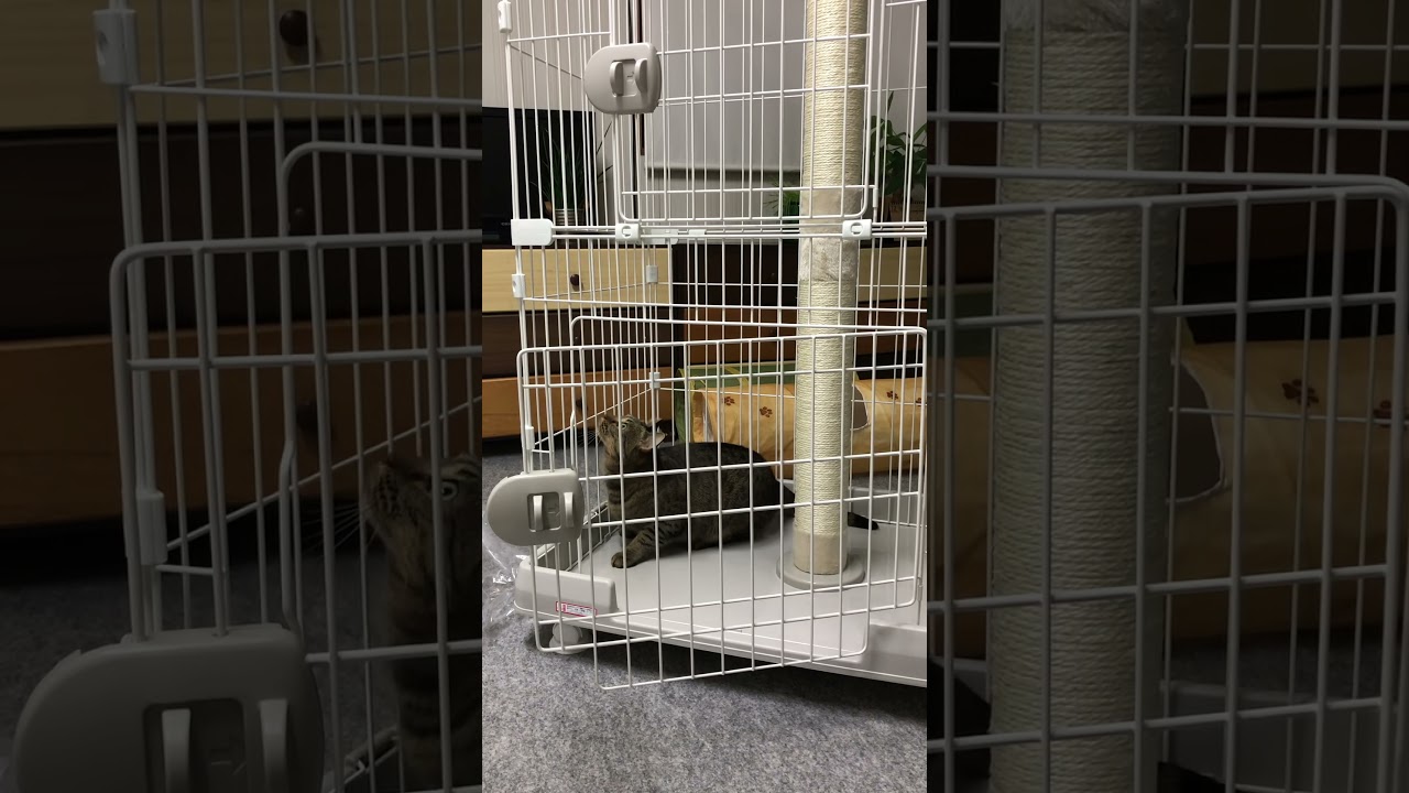 いつも元気なオシキャット嬢