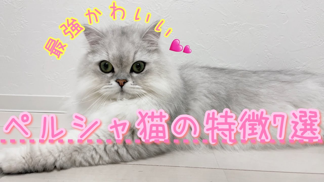 ペルシャ猫の特徴7選！！