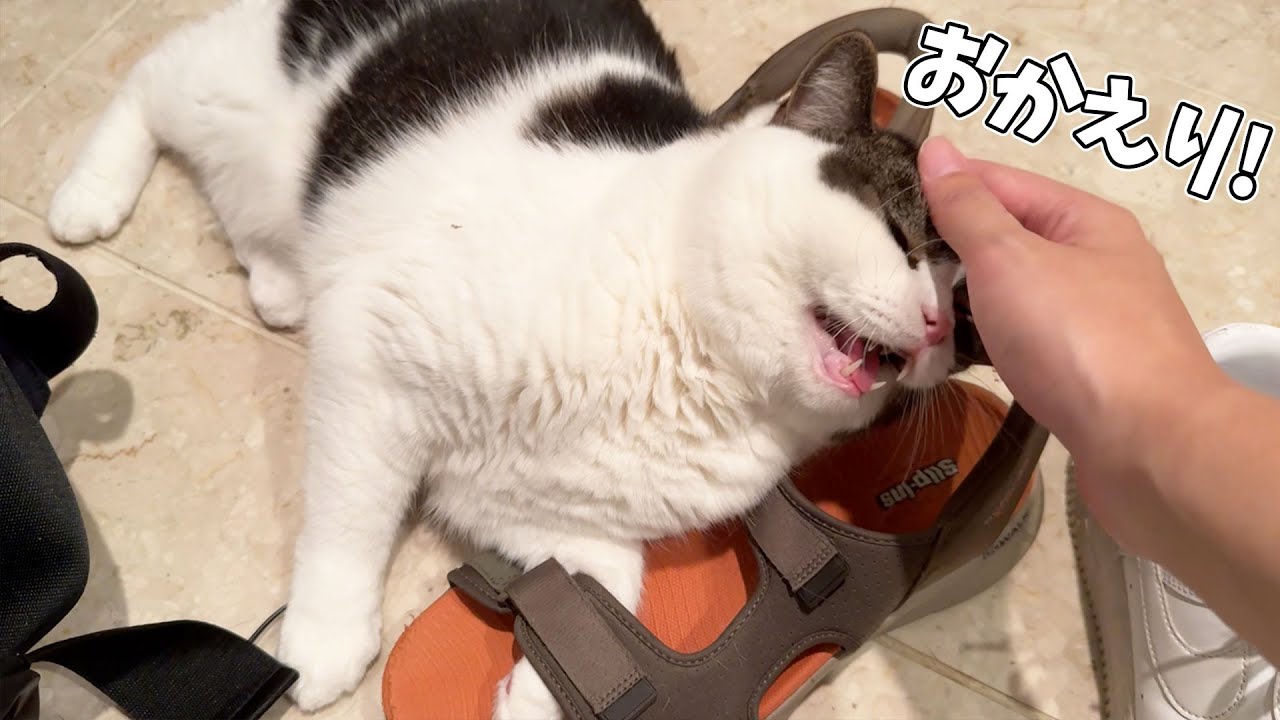 仕事で疲れ果てて帰宅したら猫が神対応だった…