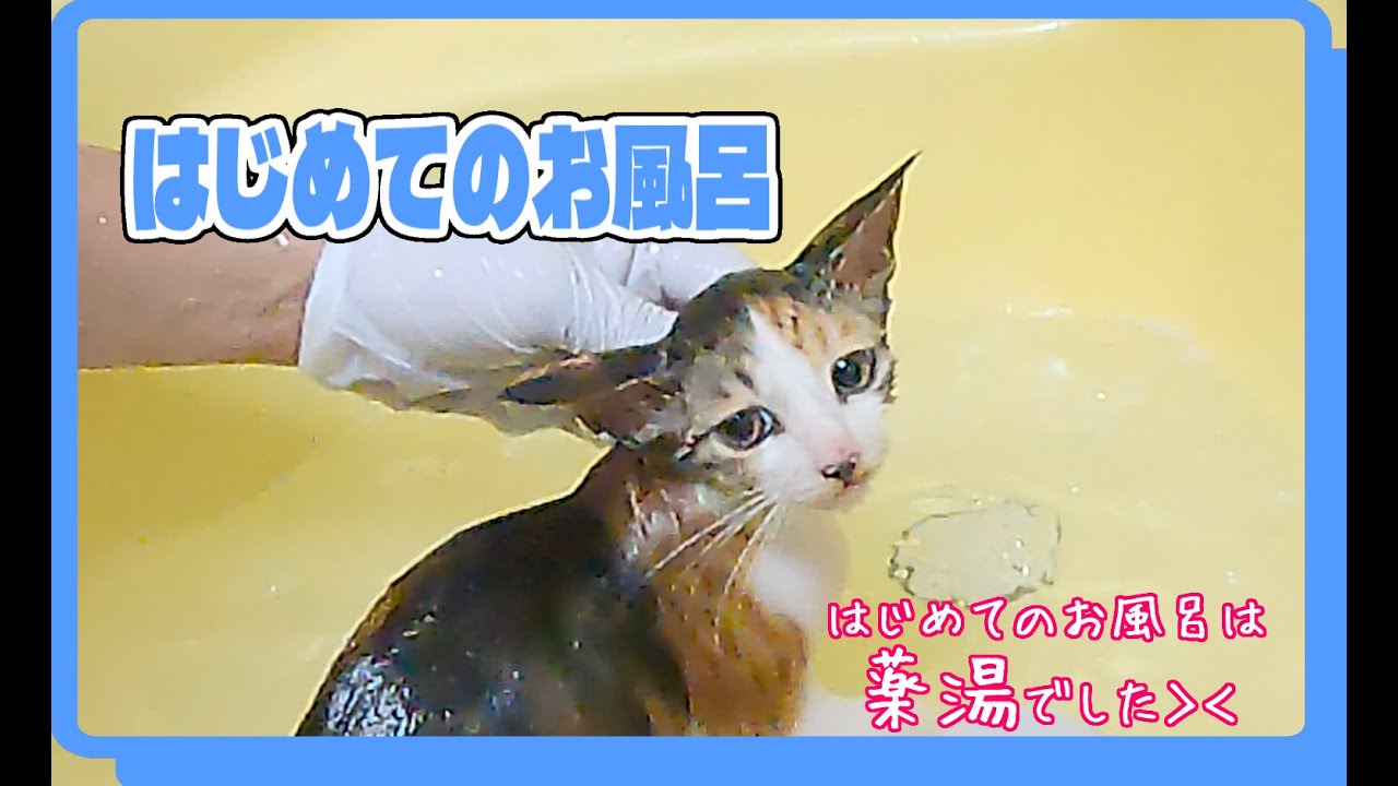 酷暑に苦しむ子猫たち😹救出劇🐈️その後のご報告 #ねこ #kitten