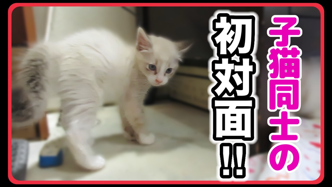 【威嚇🔥シャーの嵐】新入り子猫と先住子猫の初対面‼︎これが子猫の恋の始まりでした💓【みにくいアヒルの子と呼ばれた子猫】 【子猫vs大子猫】
