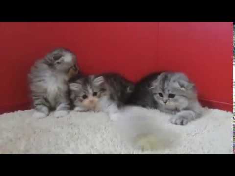 スコティッシュフォールドの子猫☆＜2017/2/5産まれ＞