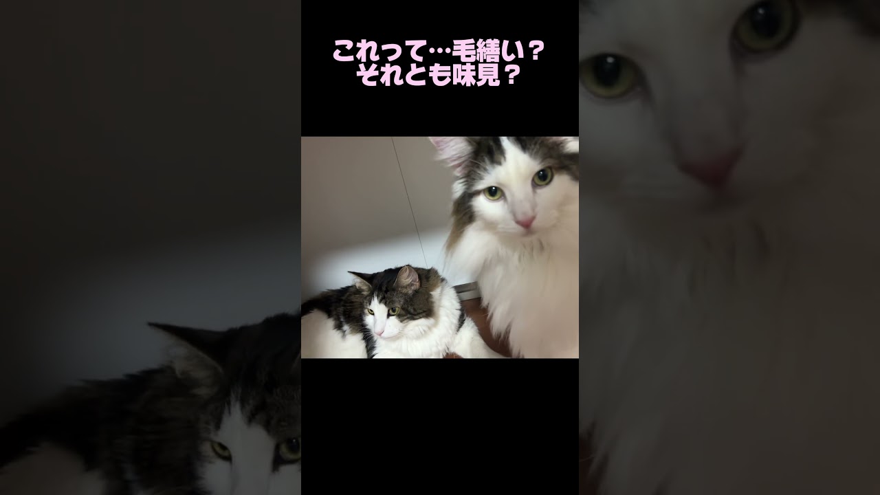 今日も仲良しな2匹！#ノルウェージャンフォレストキャット #norwegianforestcat #猫のいる暮らし #cat #meow