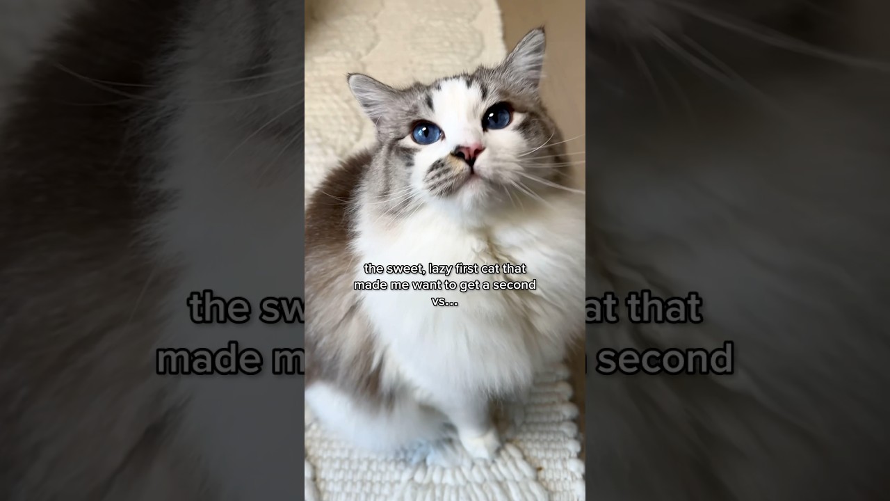 First cat vs second cat 😹 #ragdoll #cat #catlover