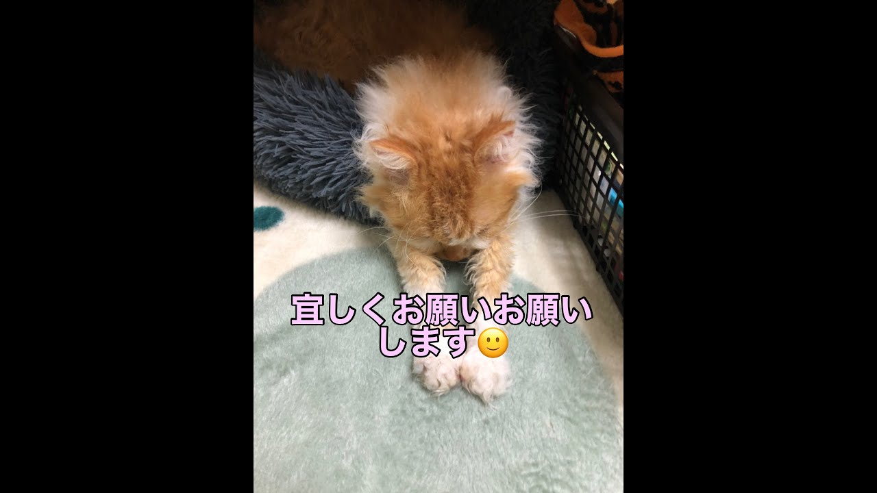 A Cat Making Biscuits Nonstop Part 2｜ひたすらフミフミするネコパート2｜🐱😽😸