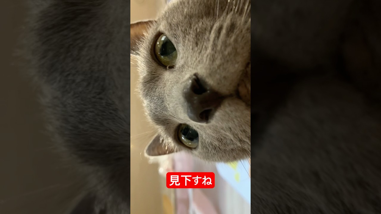 このアングルからの猫ちゃんをどうぞ#ロシアンブルー #猫