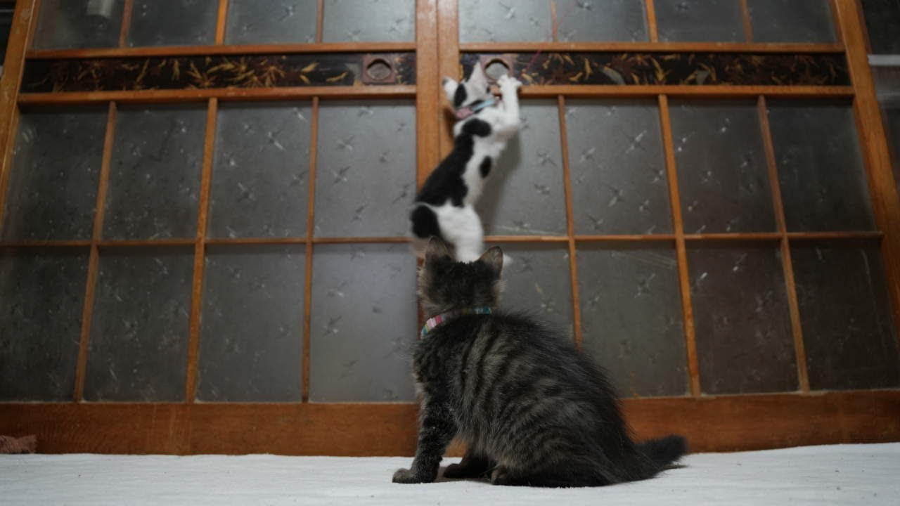 遊ぶ子猫たち　250811
