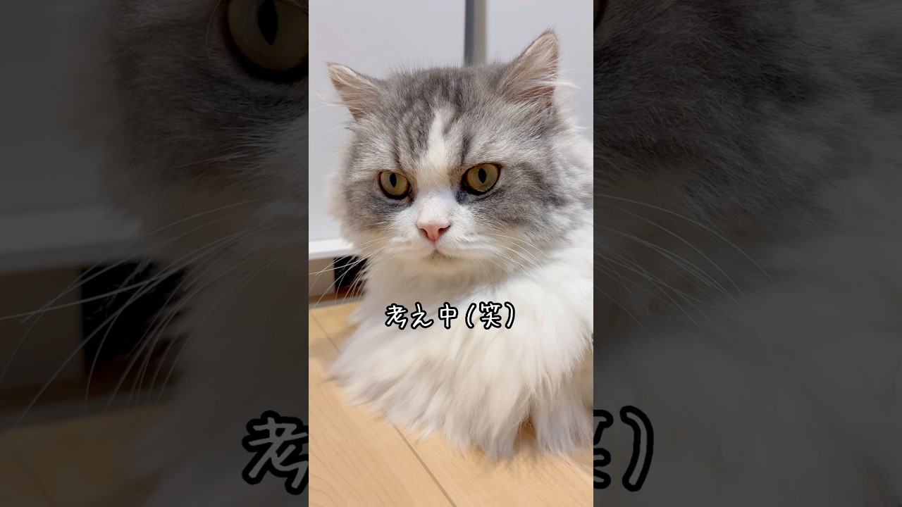おやつのためなら頭使います！ #短足マンチカン #マンチカン #猫 #ねこ