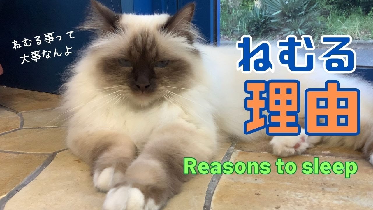 睡眠についてお勉強します【ねむる理由】Reasons to sleep（バーマン猫）Birman/Cat