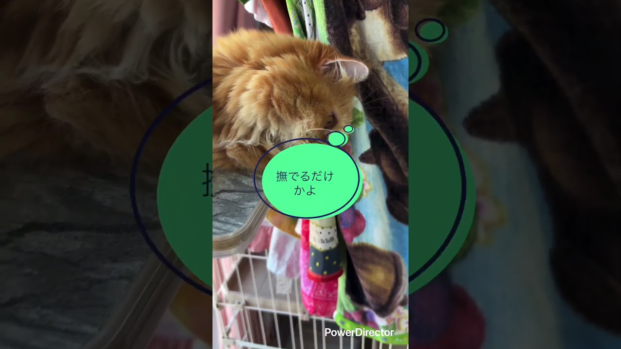 おやつじゃないの!? ガッカリして寝る猫とそれを見ている犬の表情が可愛すぎる件😂