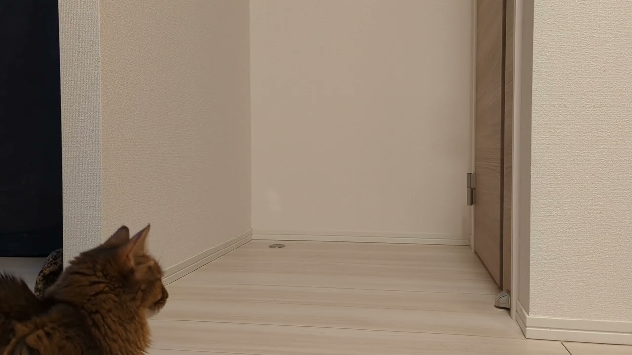【1300日目】基本ガン待ち #ソマリ #cat