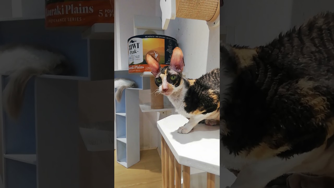 I'm in love with this Cornish Rex