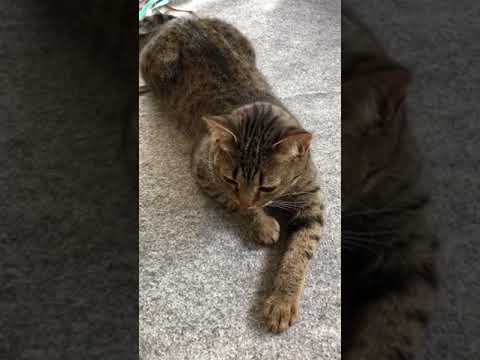 思い耽る風オシキャット①