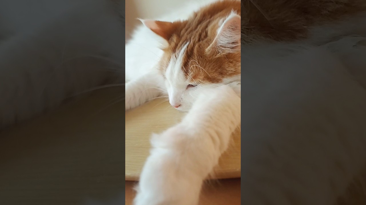 大型猫過ごす夏休み #メインクーン #猫 #猫のいる暮らし#cat #mainecoon #catlover​  #catshorts​ #cute​ #cutecat​ #fyp​