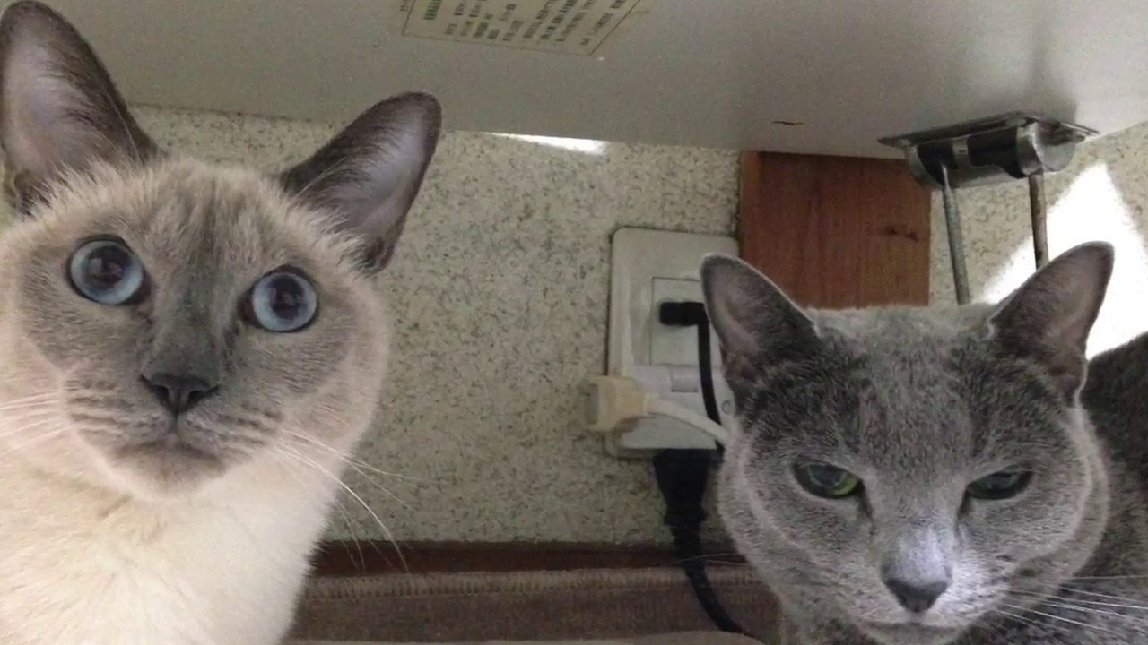 トンキニーズ VS ロシアンブルー