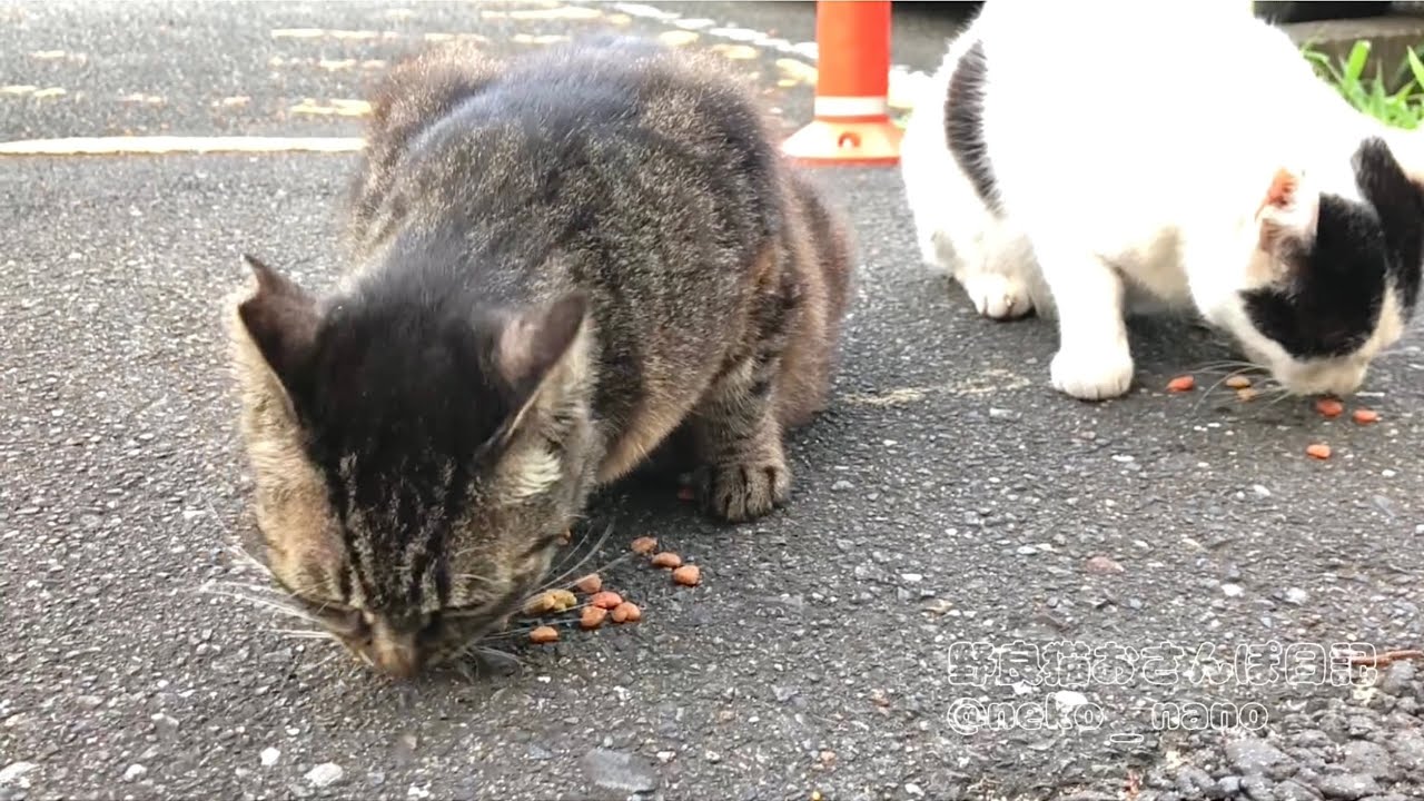 ごはんを待っていた2匹の猫に餌とお水をあげてみた【キジトラ&ハチワレ】