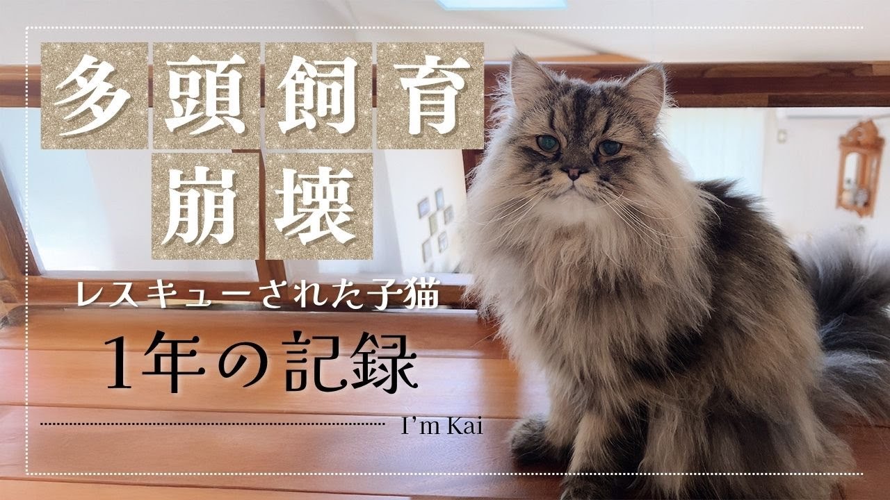 多頭飼育崩壊からレスキューされたボロボロの子猫を愛情いっぱいに育てた結果｜美猫に変身した1年後と奇跡が起こった今