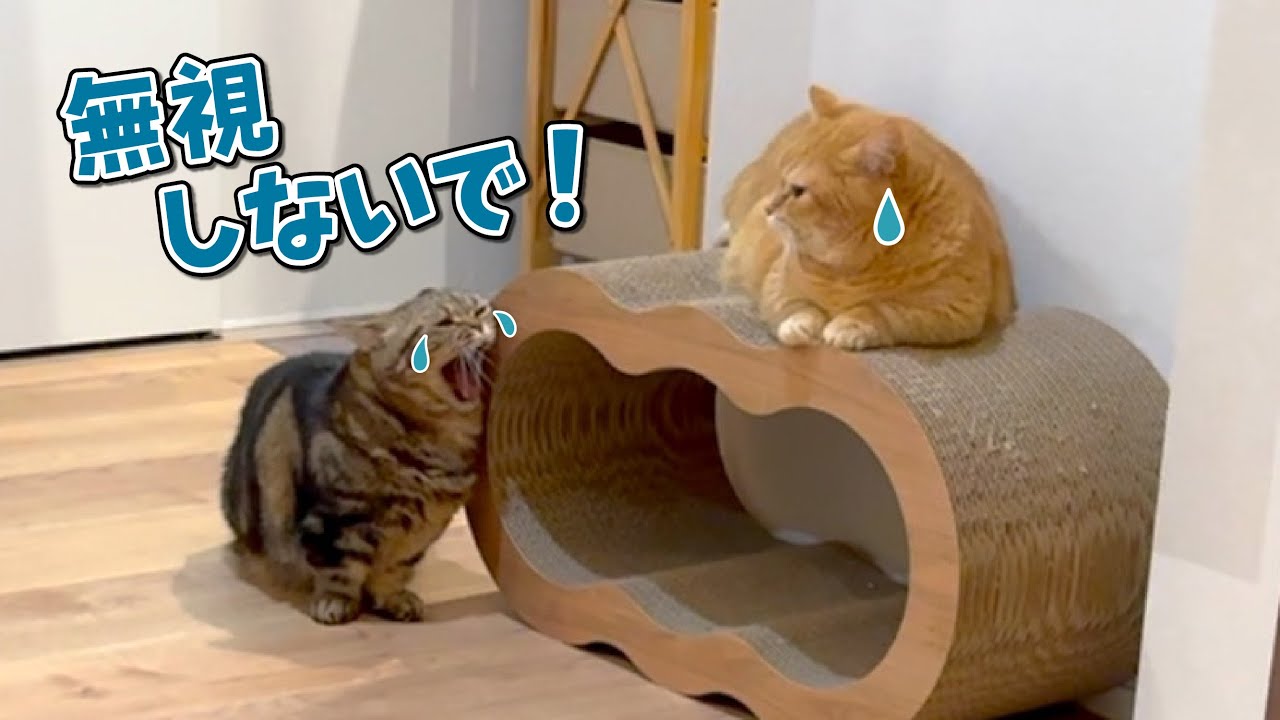 甘えん坊の弟猫を無視すると大変なことになります…！