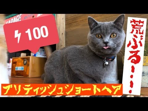 [荒ぶる！！]おとなしい猫が本気を出したら・・・。[ブリティッシュショートヘアー]