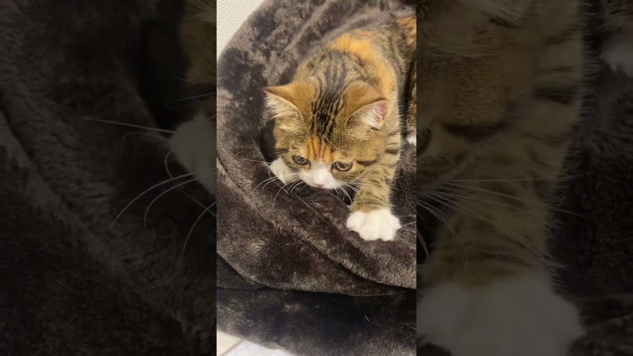 マンチカン子猫。ニャッホニャッホ#マンチカン#子猫#猫のいる暮らし#癒し