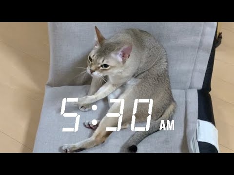 寝起きのシンガプーラ