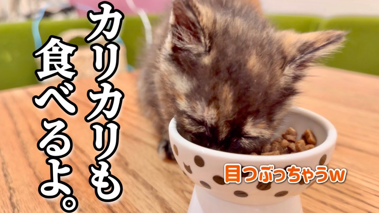 600グラムになった新入り子猫が元気すぎて、合流のやり方に悩んでいます…