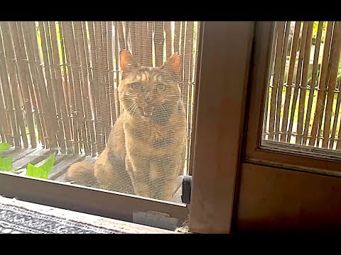 【ねこ日常系】網戸に爪が引っかかり、焦る。【猫と日本の庭】