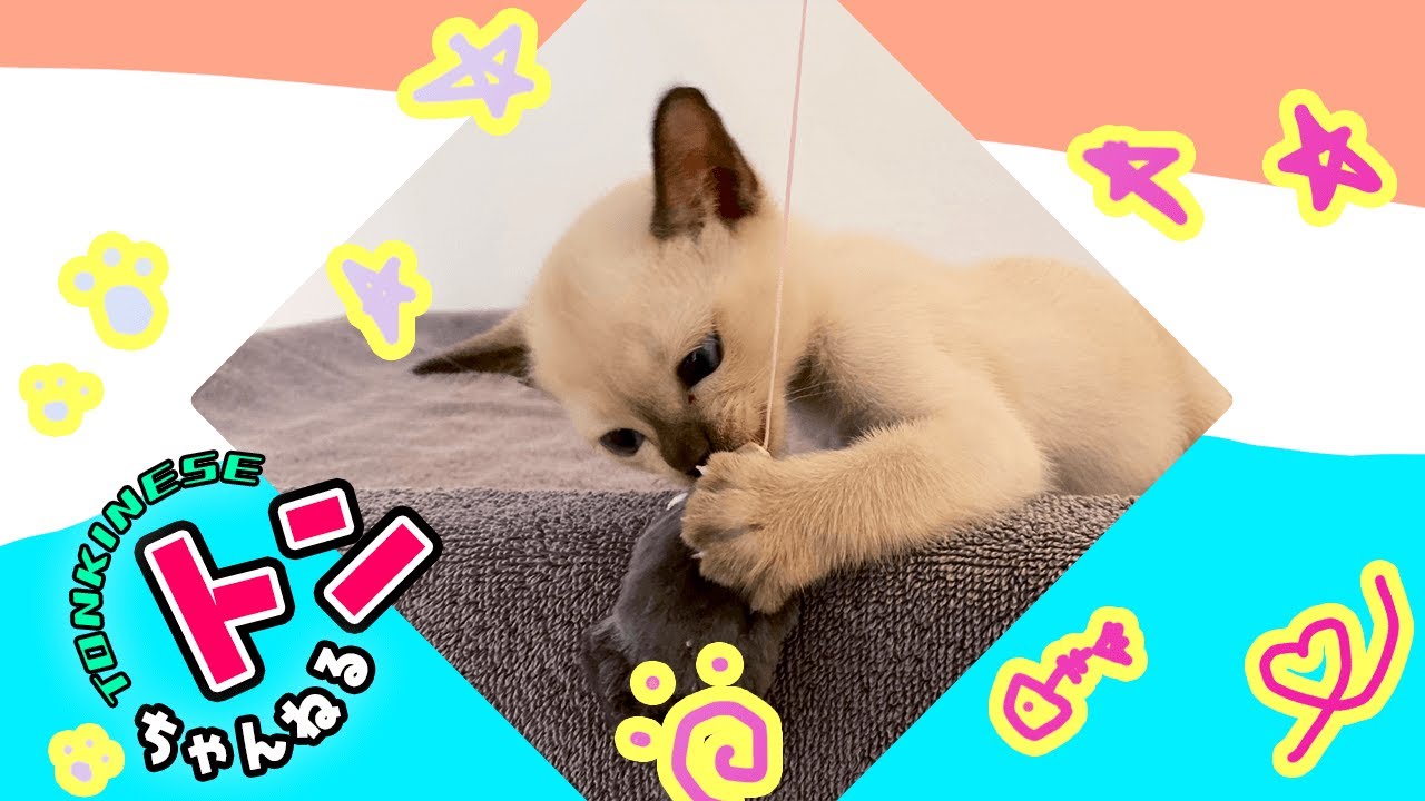 #21 けむしとトンちゃん【トンキニーズ】