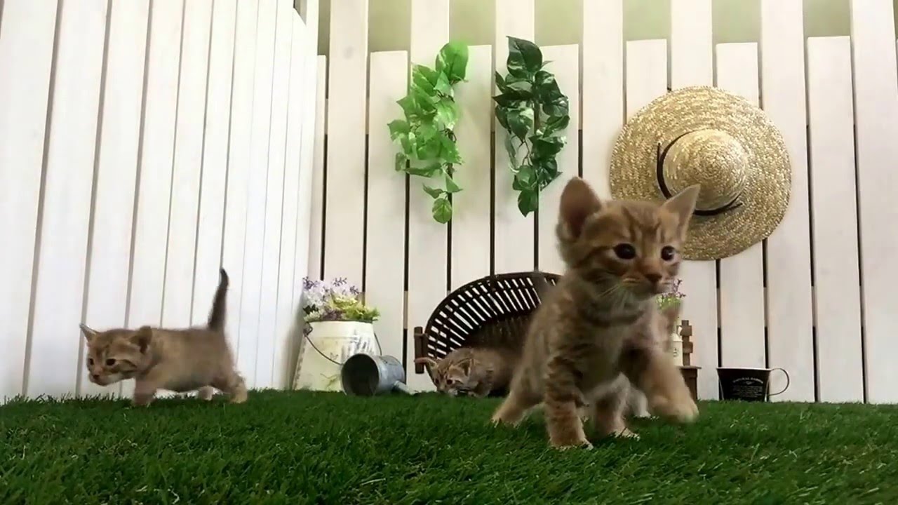 【ナナハチ’s ROOM】迫りくるオシキャットの子猫たち★Ocicat Kittens　　May 19, 2016