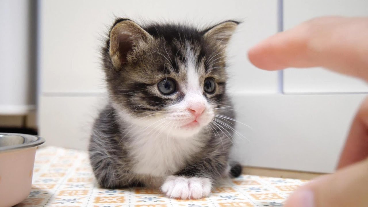 部屋を探索中の子猫たちがママを見つけて嬉しそうな顔になる。【赤ちゃん猫　保護猫】