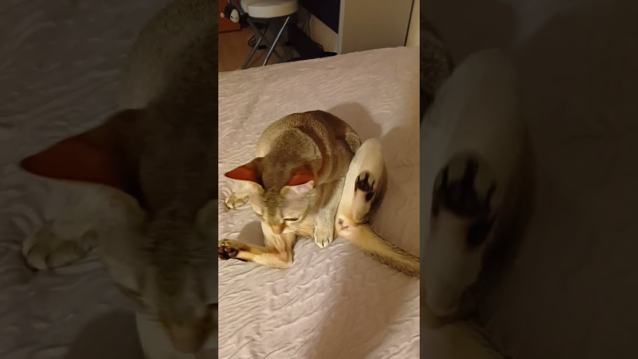 ひたむきシンガプーラ？#きゅーすと #ねこ動画