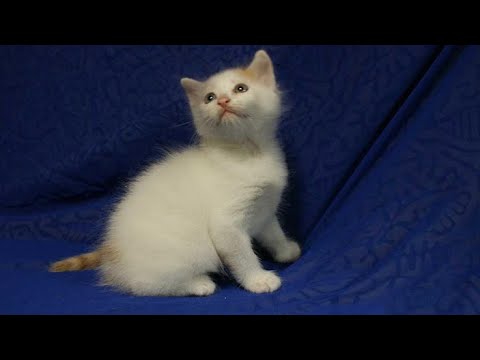 かわいい仔猫　ターキッシュバン のおもしろいお話　Funny story of cute kitten Turkish Bang