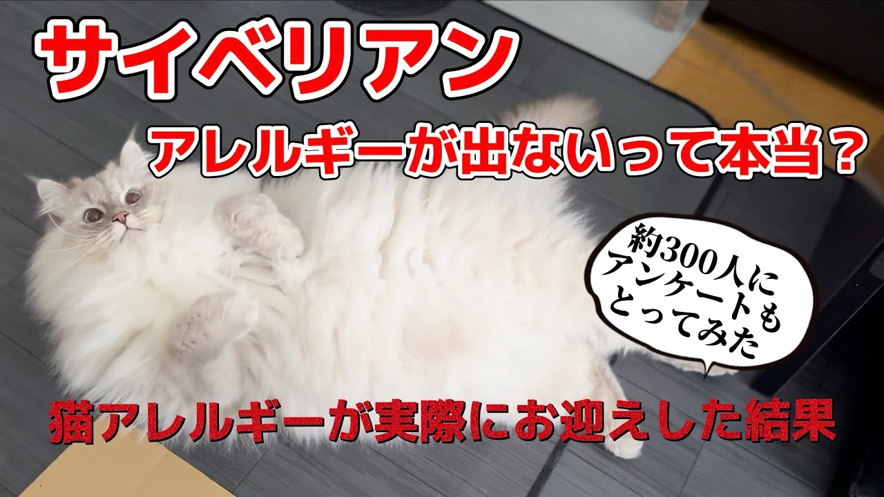 アレルギーがでにくいと言われている猫サイベリアン。猫アレルギーがお迎えした結果