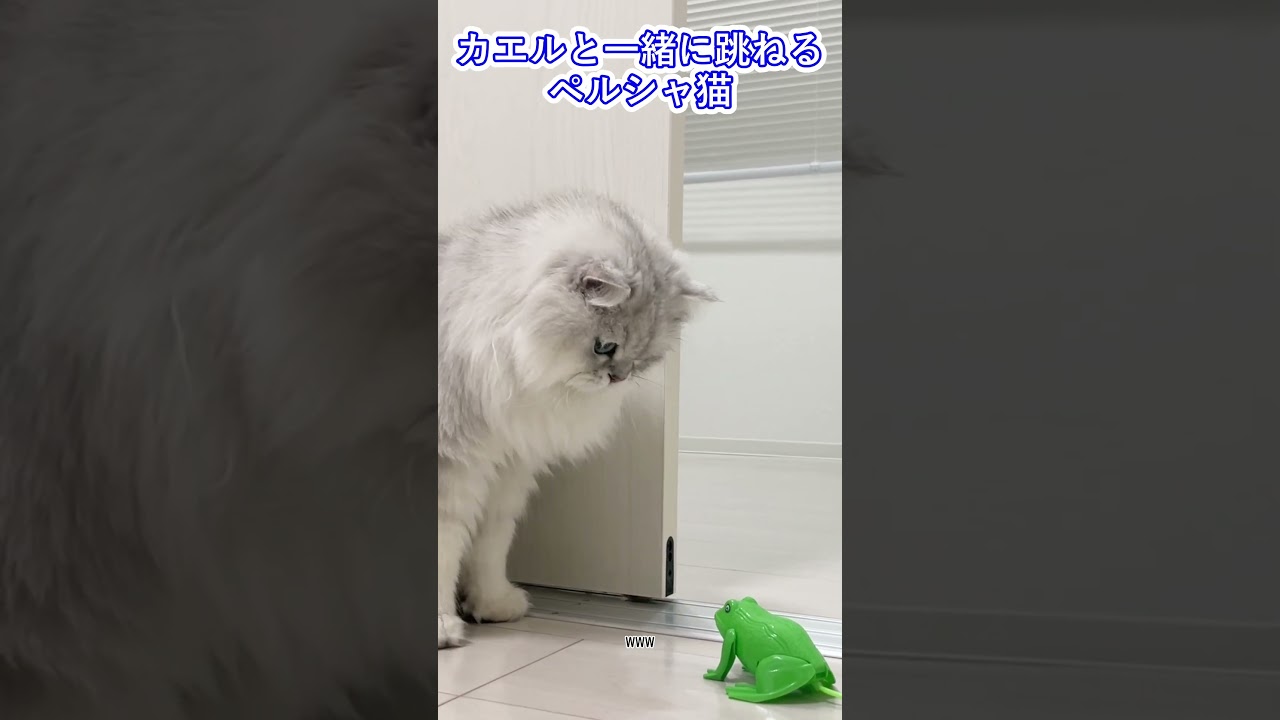 カエルと一緒に跳ねるペルシャ猫　#チンチラシルバー #shorts