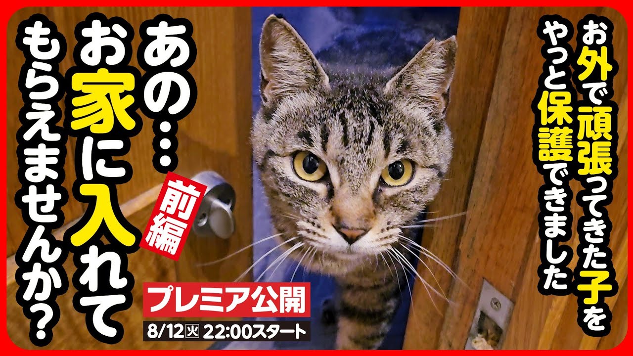 【外猫 保護】必ず保護するから待っててね…過酷なお外で生き抜いてきた地域猫を保護しました
