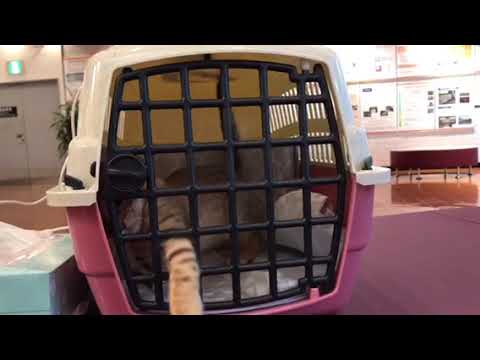 【ナナハチ’s ROOM】オシキャットの女の子 羽田空港でのお引き渡し 20180923