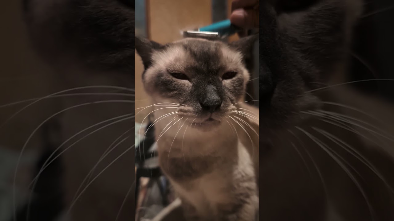 シャム猫#shorts #funny #car#竹内まりあ#命の歌#siamese #シャムmix
