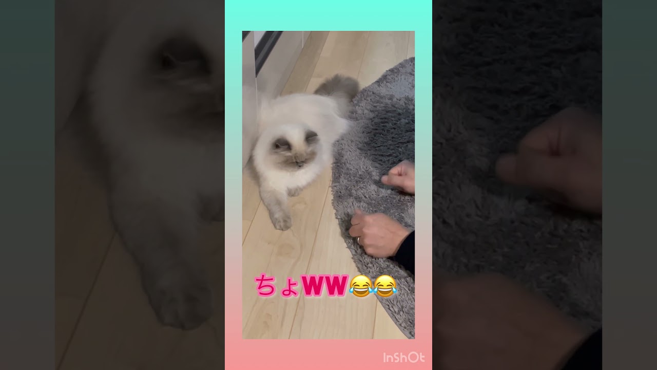 うちのにゃんこ🐈 #うちのにゃんこ #かわいい猫 #ヒマラヤン猫　#shorts