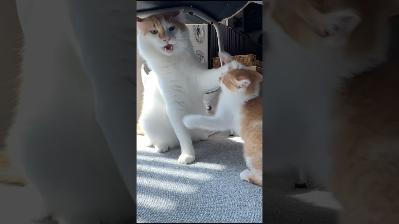 子猫に絡まれて優しく「やめて」と諭す兄猫　　#猫 #cat  #shorts