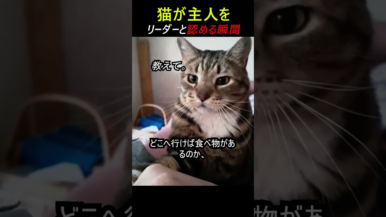 猫が主人をリーダーと認める瞬間