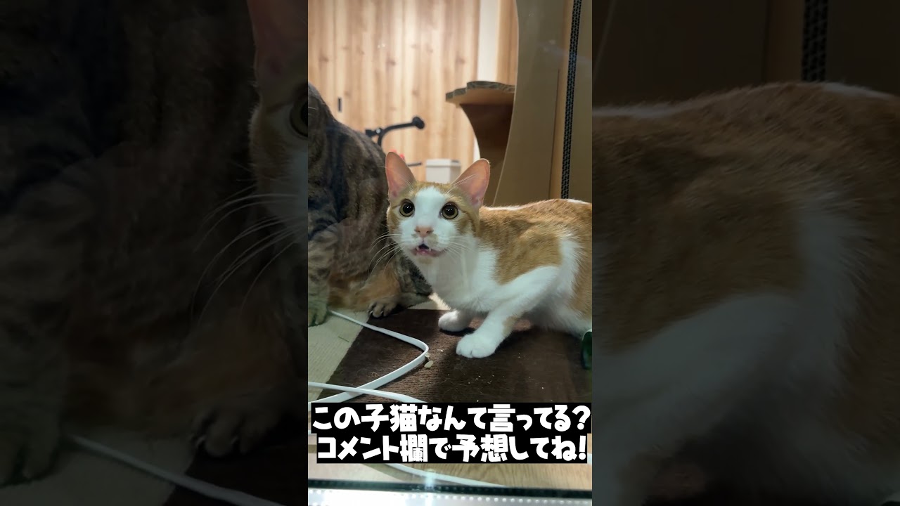 外にいる飼い主に向かって子猫が何か叫んでいます。 #shorts   #猫 #猫のいる暮らし #保護猫 #子猫