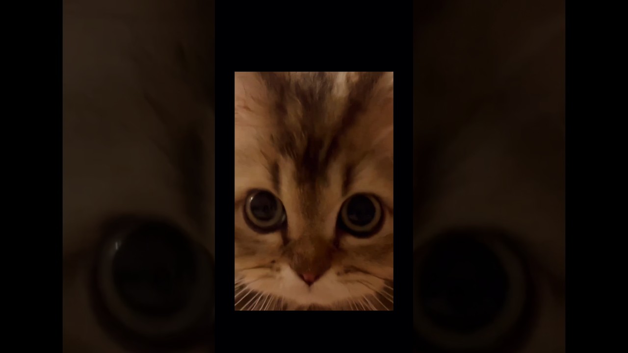 【猫のいる暮らし】#ペルシャ#cat #スコティッシュフォールド #もふもふ
