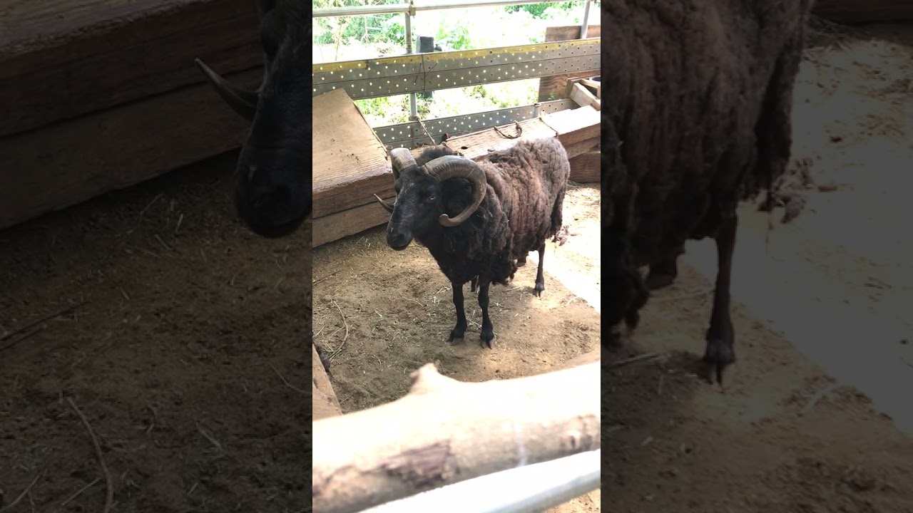 マンクスのさっちゃん