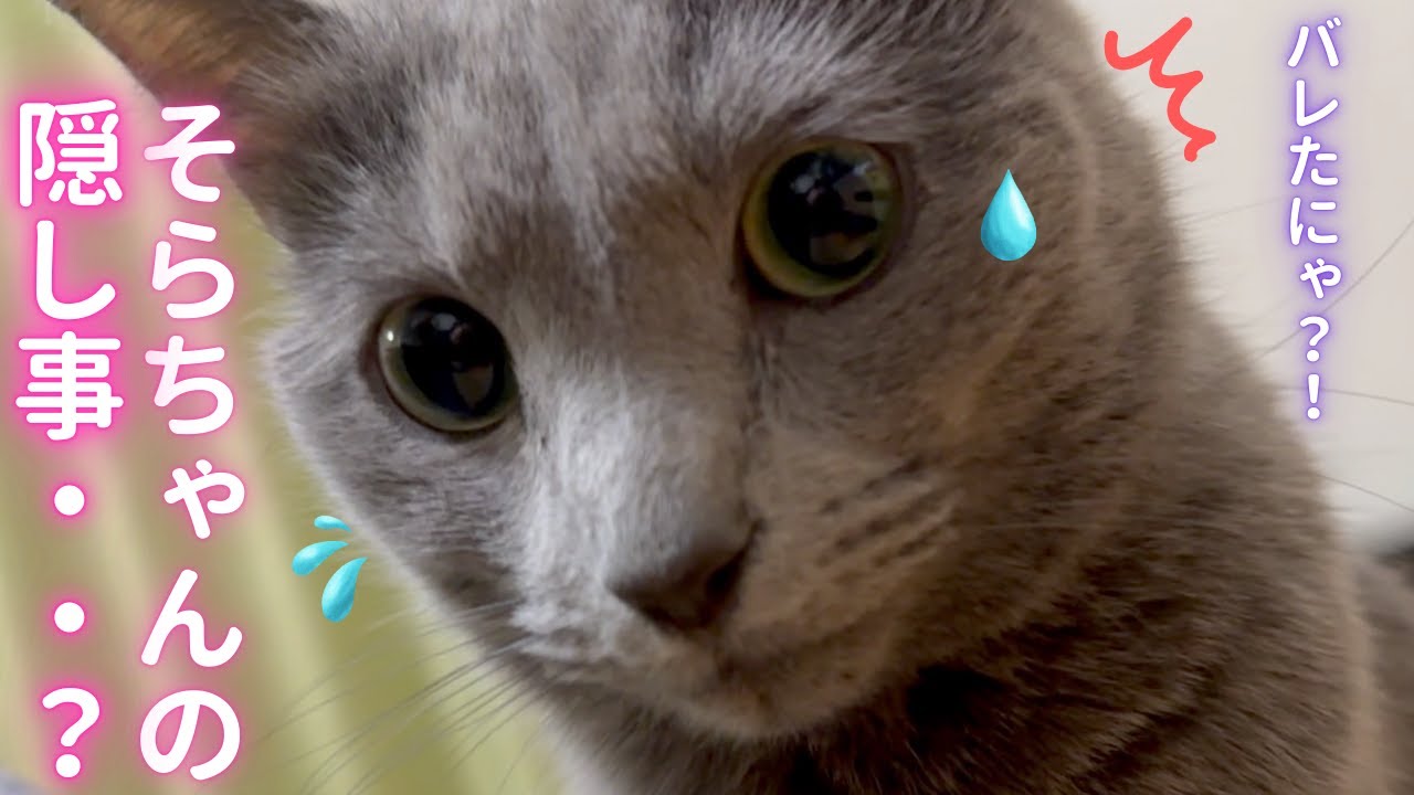 【猫ロシアンブルー】パパを かばう優しい そらちゃん❤️