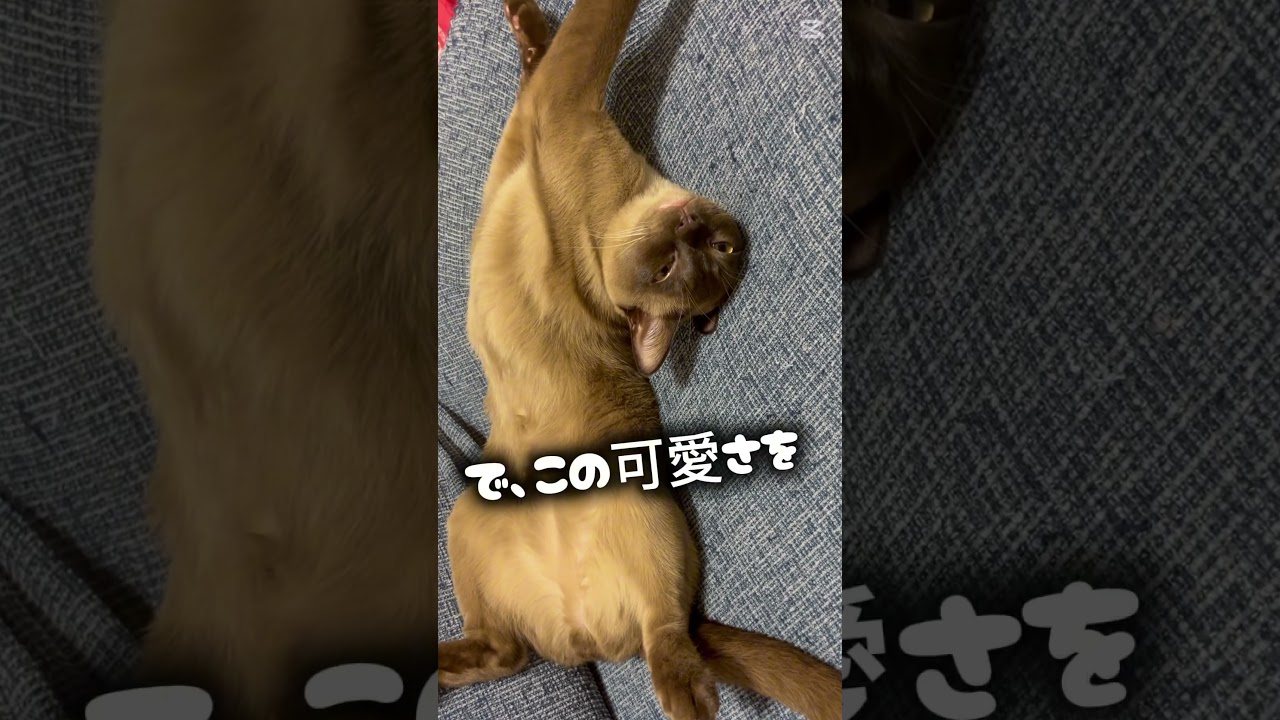 サニ☀️の悪知恵 #猫 #cat #ヨーロピアンバーミーズ #猫好きさんと繋がりたい