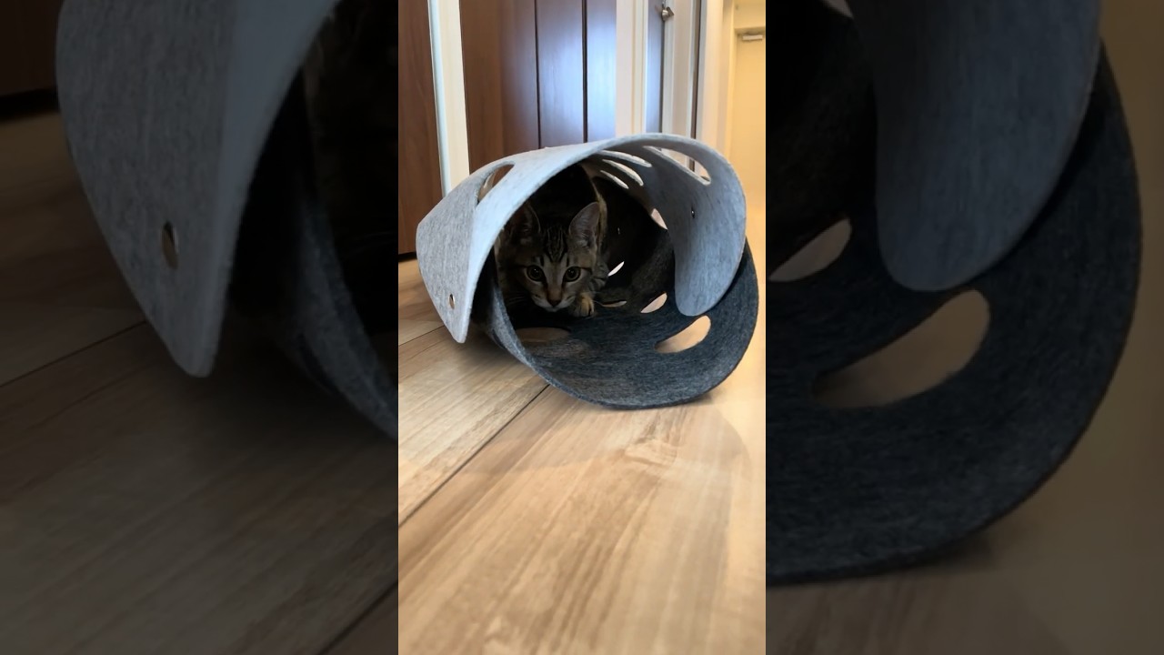 #685 トンネルからまろん 猫はどこでも隠れるのが好きですよね #子猫