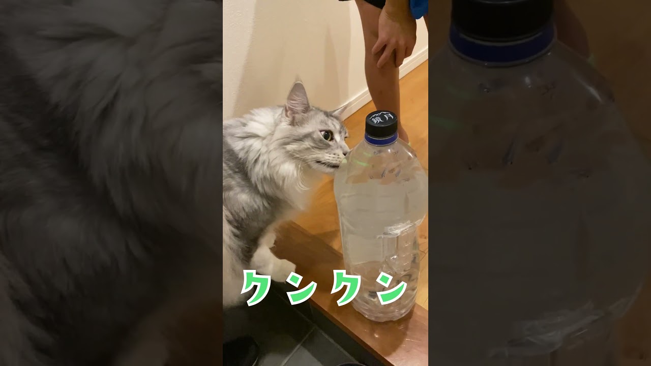 夜遅く帰ってきた少年を玄関で出迎える大型猫 #メインクーン#shorts