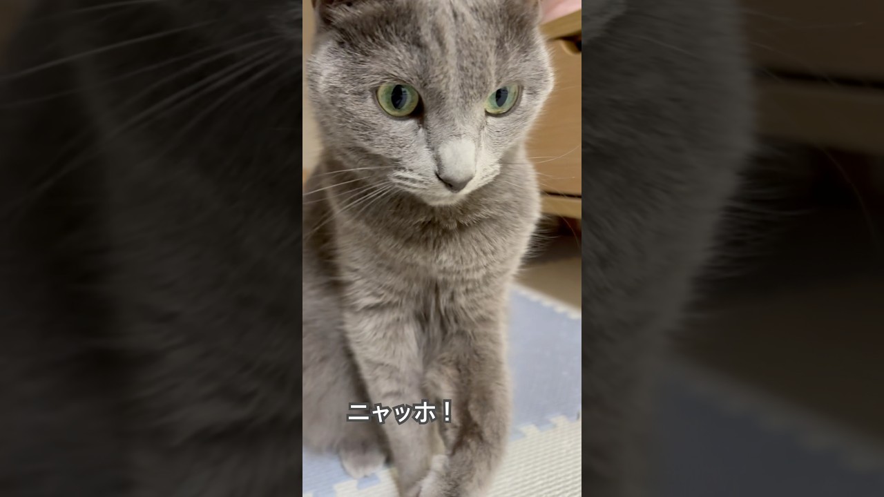 ニャッホ‼️ #猫 #ロシアンブルー #shorts