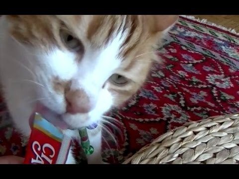 海外の猫に日本で大人気のちゅーるをあげてみた♥♥猫との会話を楽しむ動画 Conversation with a cat