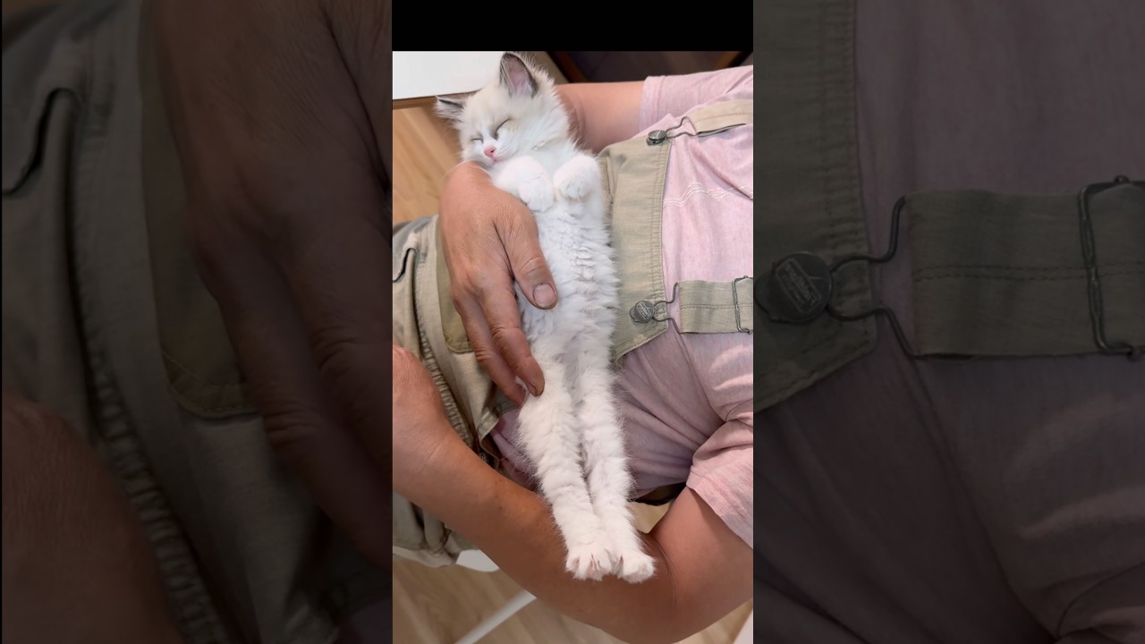 おてんば娘､電池が切れると天使に変身🩷#保護子猫